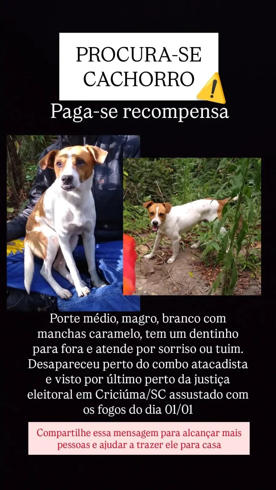 Procura-se Sorriso