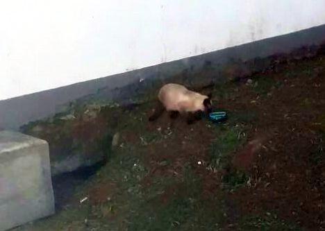 Gato identificado e resgatado