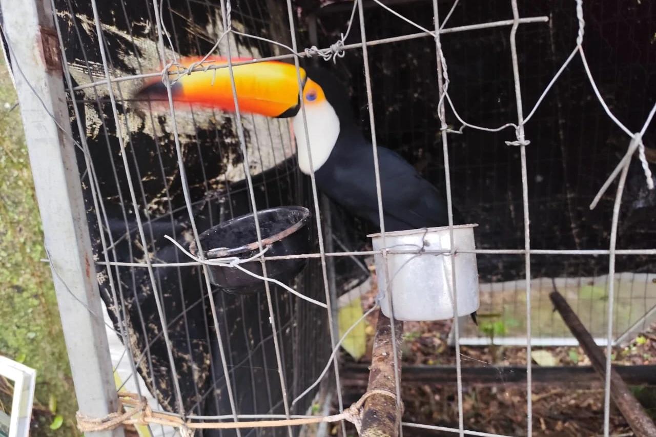 Fotos: seis são presos em flagrante durante operação em combate a crimes contra animais silvestres