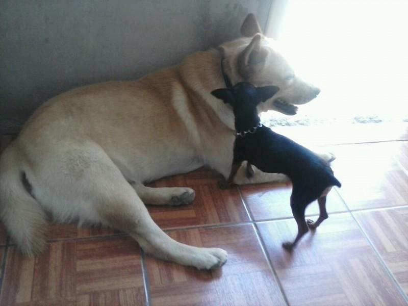 Procura-se Fofo