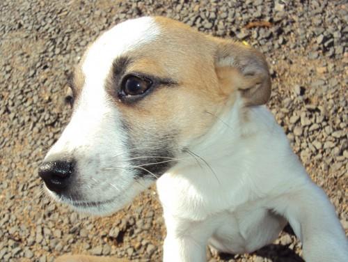 Filhotes de cães encontrados