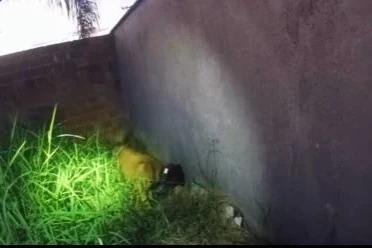 Com ajuda do cão farejador, PM apreende 100 buchas de cocaína em Tubarão