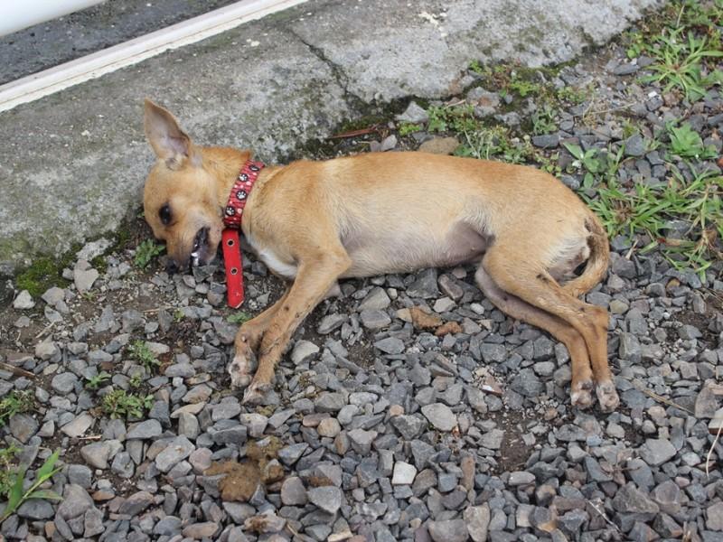 Moradores suspeitam de envenenamento em massa na Vila Francesa