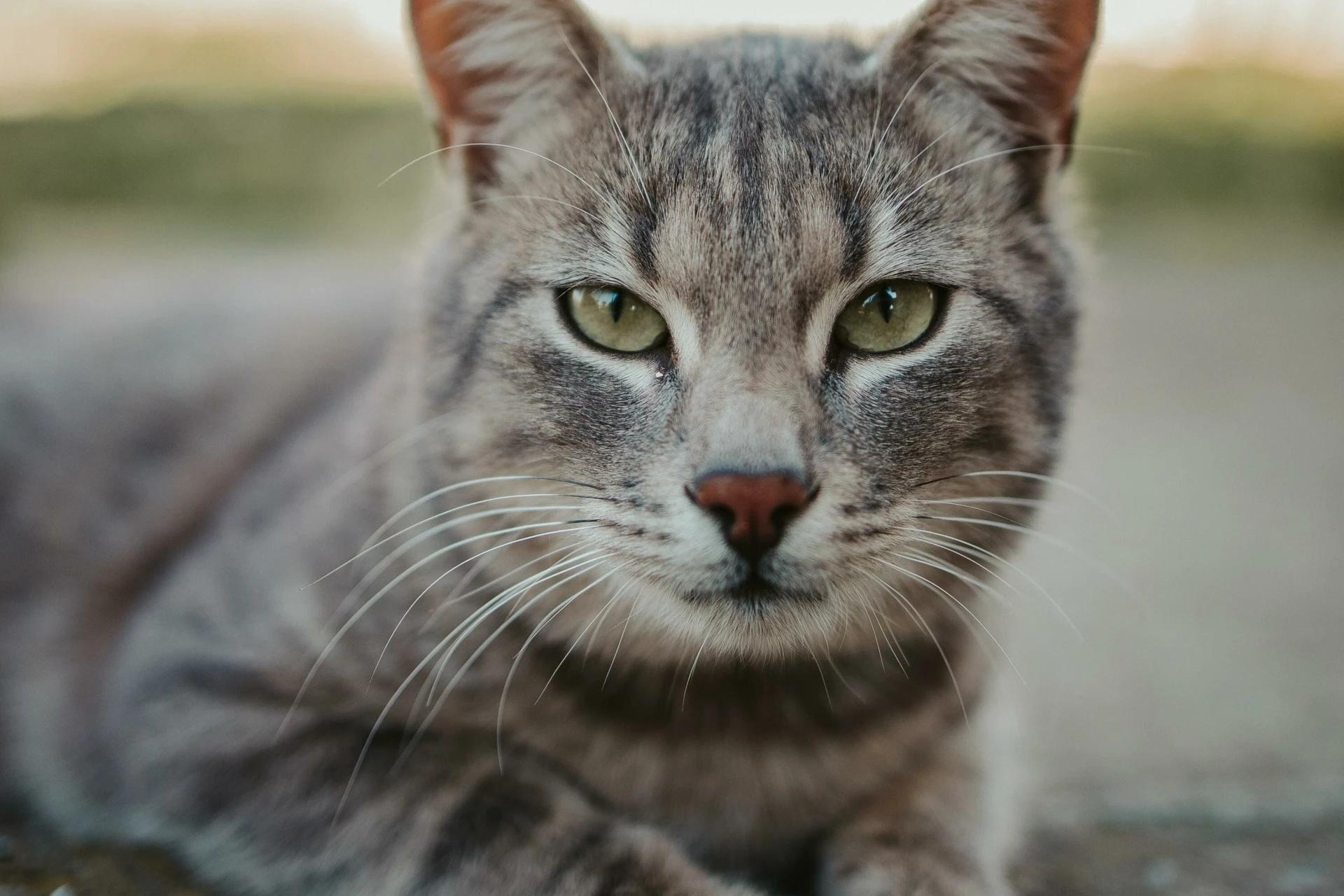 Cocal do Sul confirma doença transmitida por gatos e amplia ações de prevenção