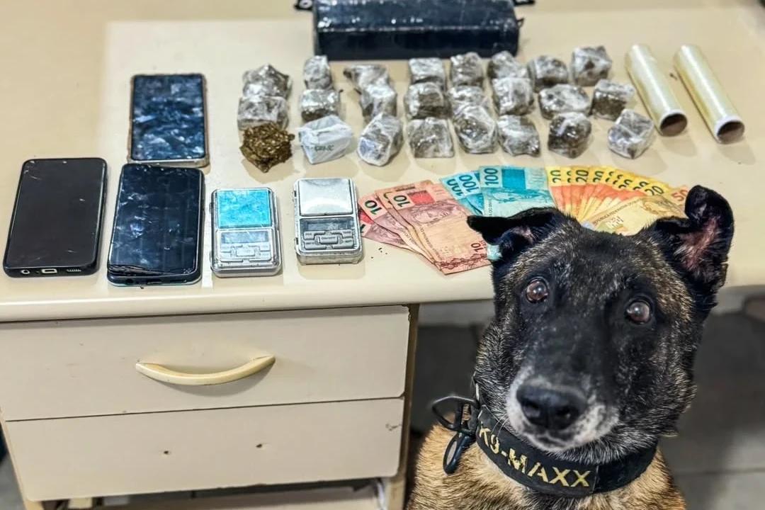 Cão de faro encontra torrões de maconha escondidos em forro de casa