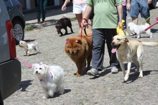 Cãominhada para conscientizar sobre a posse responsável de animais