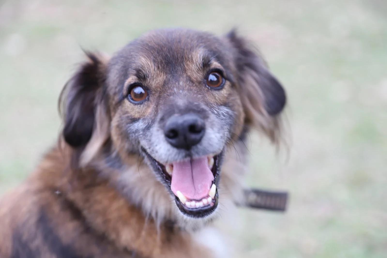 Nubea de Criciúma fortalece proteção aos animais com atendimento, castrações e adoções