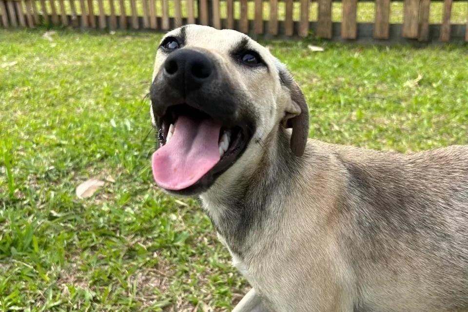 Câmara de Criciúma vota PL que institui campanha “Eu Freio para Animais”