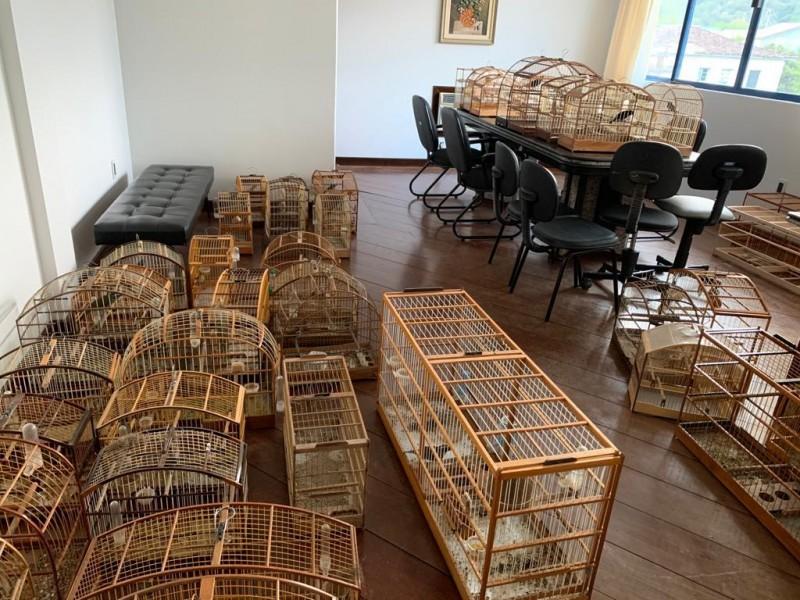 Polícia Civil cumpre mandado de busca e apreensão e localiza 37 pássaros sem registro em Orleans