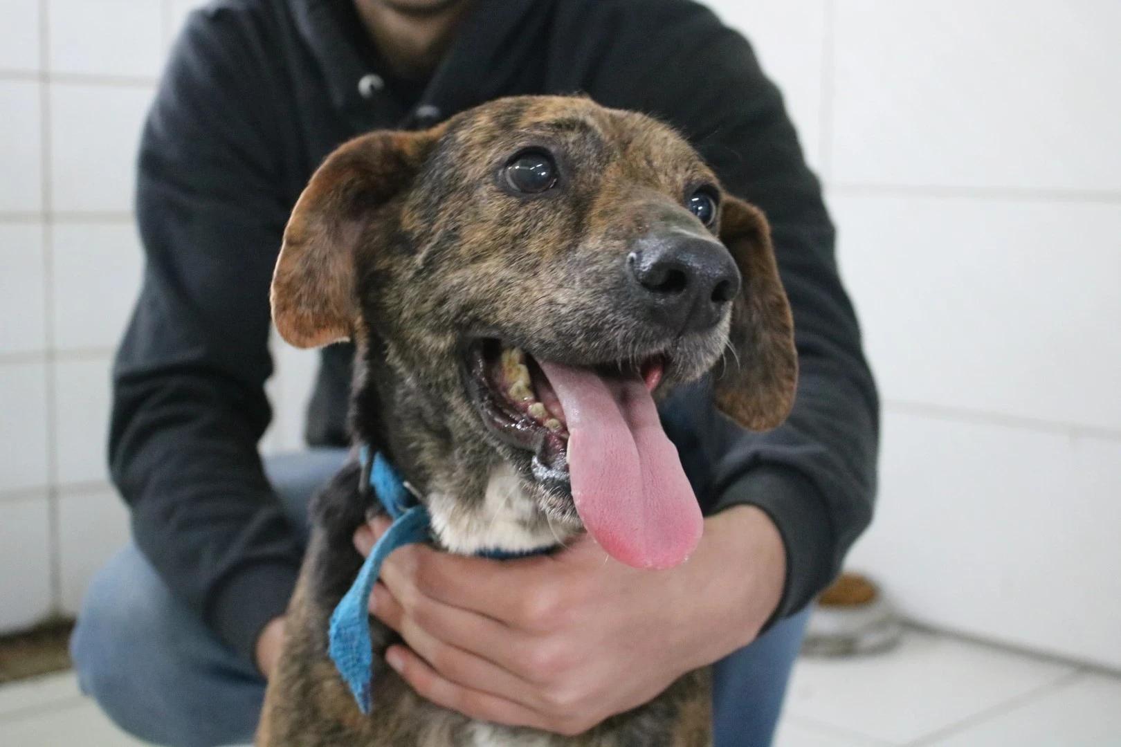 Núcleo do Bem-Estar Animal promove Feira de Adoção para cães idosos e com deficiência