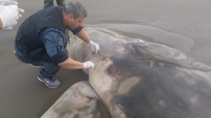 Filhote de baleia-franca é encontrado em estado de decomposição em Arroio do Silva