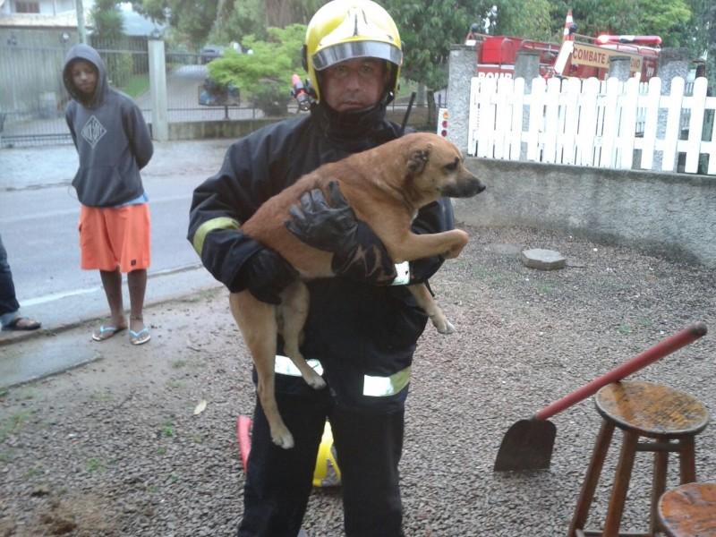 Cachorro fica preso em tubulação 