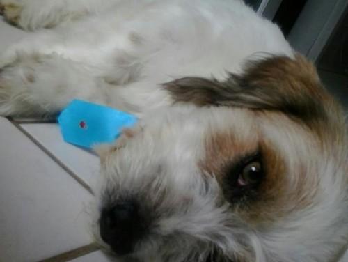 Procuro meu dono ou um lar!