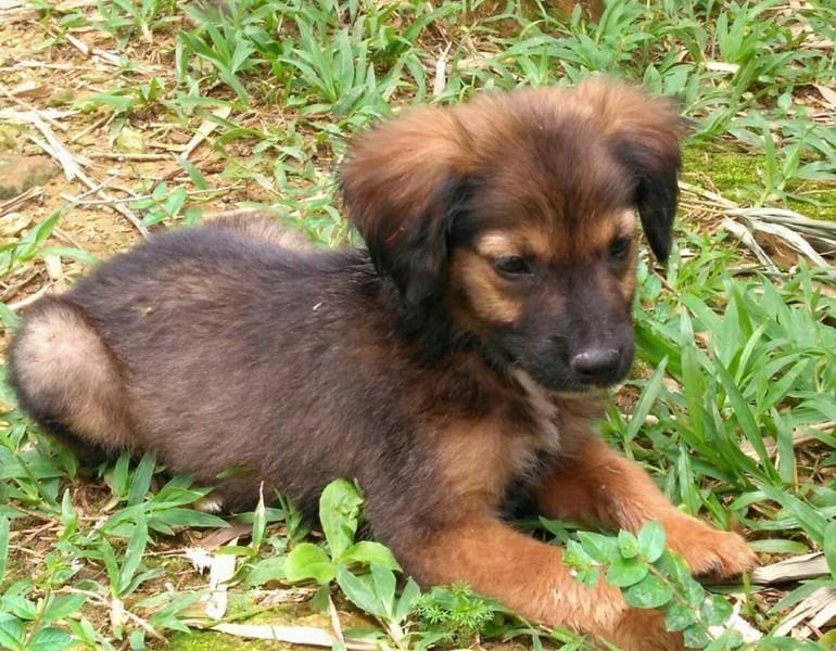 Falta ração: Cachorros aguardam por solidariedade