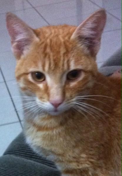 Animal encontrado no bairro Laranjinha