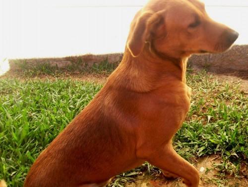 Procura-se Scott no bairro Pinheirinho em Criciúma