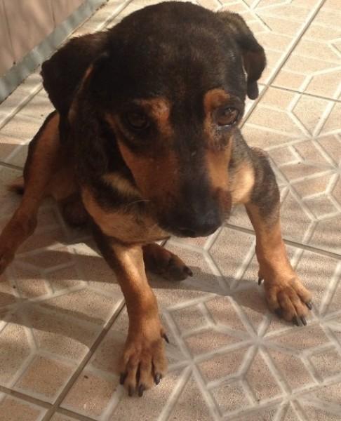Animal encontrado no bairro Jardim Angélica