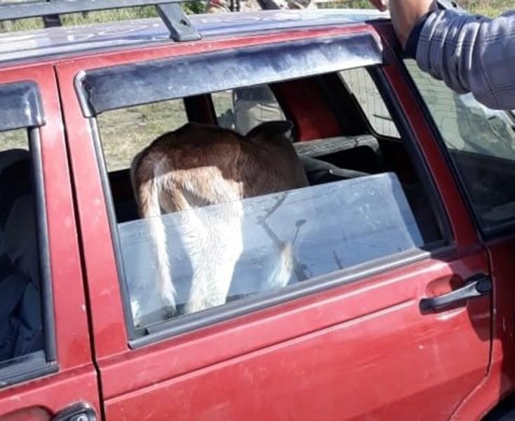 Trio suspeito de envolvimento em furtos é preso com terneiro em veículo 