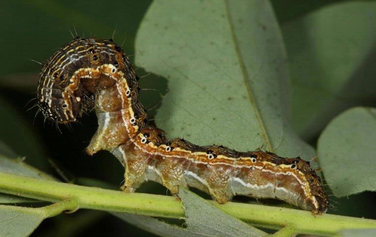 Cidasc descobre lagarta que ataca plantações em Nova Veneza