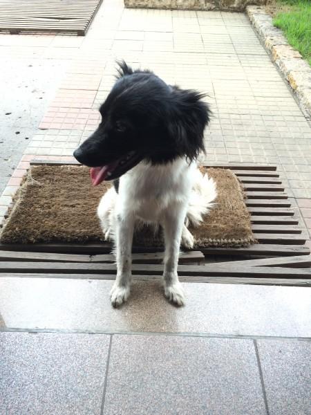 Animal encontrado no bairro Vila São Jorge