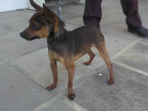Pinscher perdido/adoção no Paço Municipal