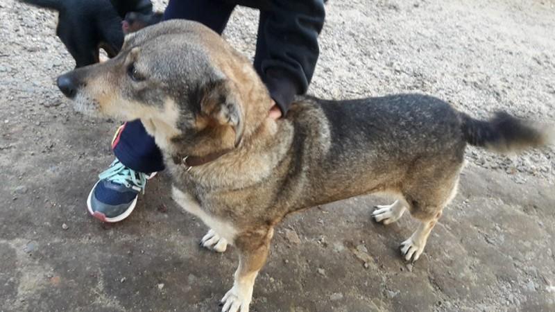 Animal encontrado no bairro Pinheirinho