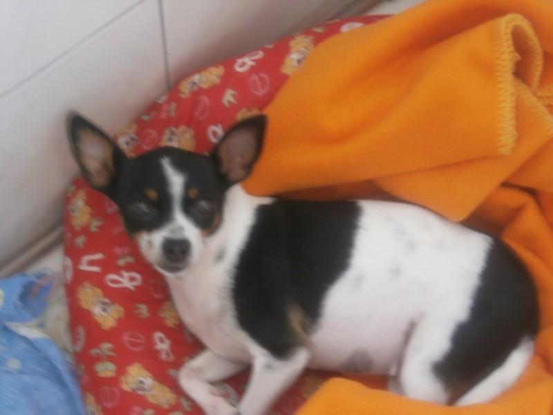 Animal encontrado no bairro Bairro Comerciário