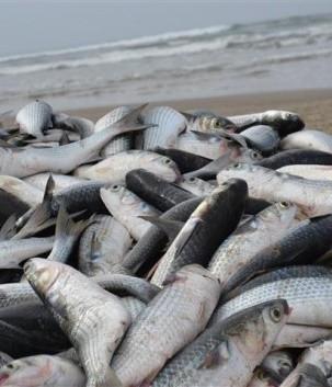 Está liberada a pesca de tainha no litoral 