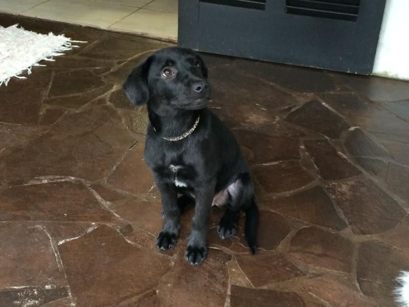 Animal para doação - Maia