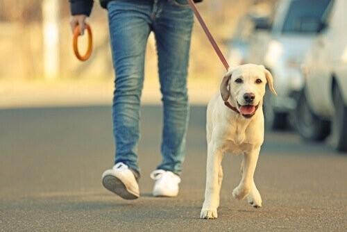 Com o verão chegando, Vigilância Sanitária alerta sobre passear com cachorro