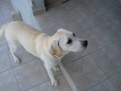 Procura-se Tuca no bairro Loteamento Carol em Urussanga