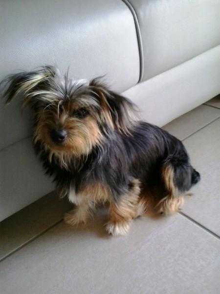 DEVOLVIDO AO DONO! Animal encontrado no bairro Zona Sul