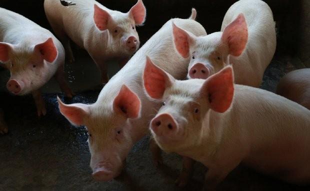 Santa Catarina amplia liderança na produção e exportação de carne suína em 2023