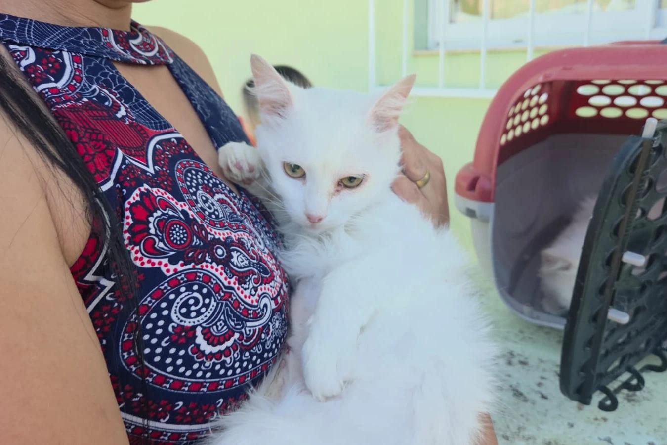 Urussanga abre cadastro para castração e chipagem gratuita de cães e gatos
