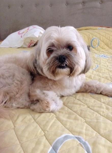 Animal encontrado no bairro Próximo A Álvaro Catão