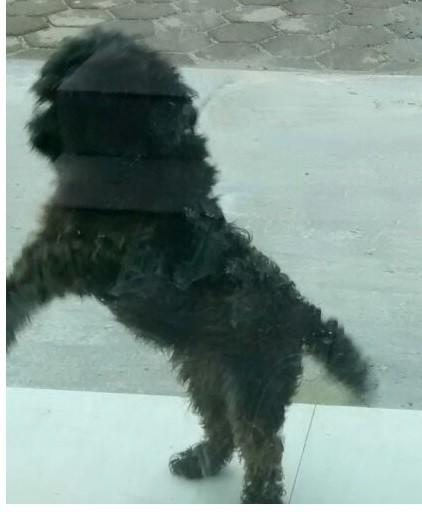 Animal encontrado no bairro Boa Vista
