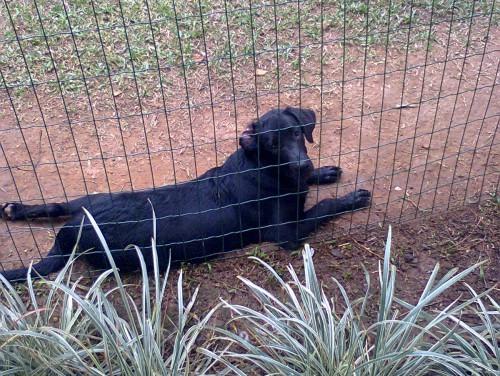 Procura-se Ozzy no bairro Jardim Elizabete, em Içara