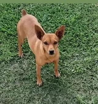 Procura-se Vermelhinha