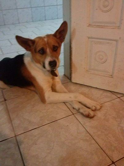Animal encontrado no bairro Centro