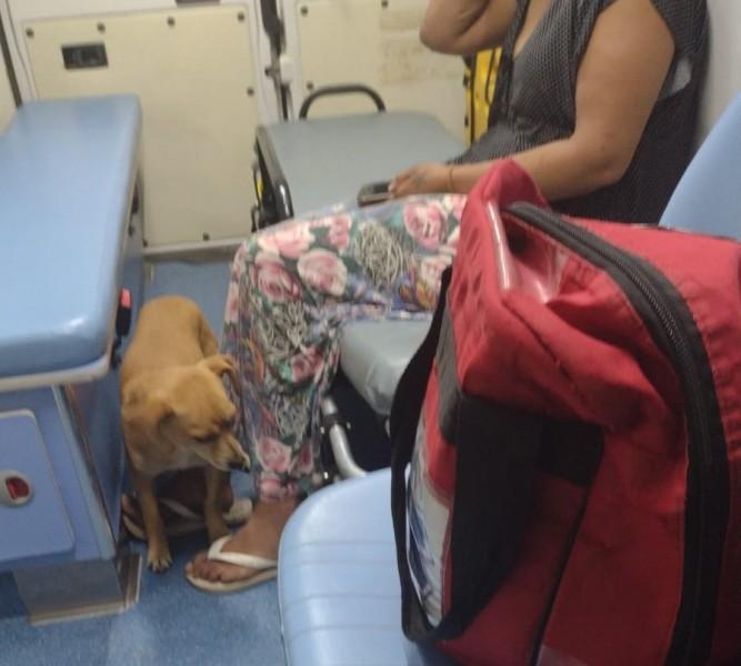 Cachorro acompanha dona em ambulância e aguarda mais de uma hora na porta de hospital