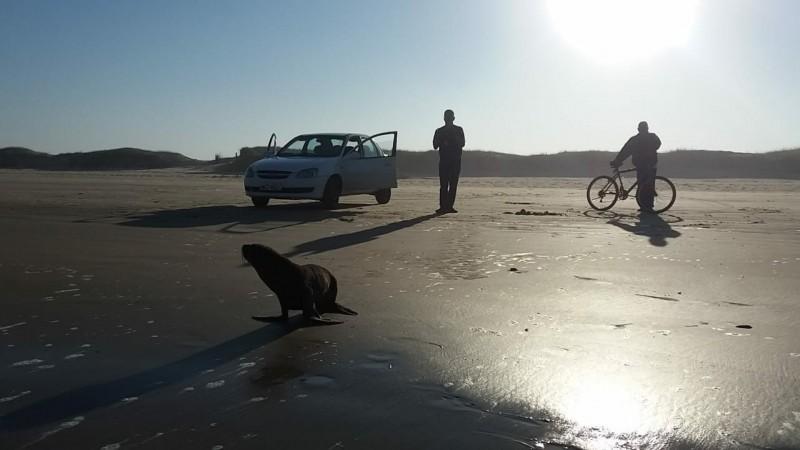 Animais marinhos são encontrados descansando na beira da praia 