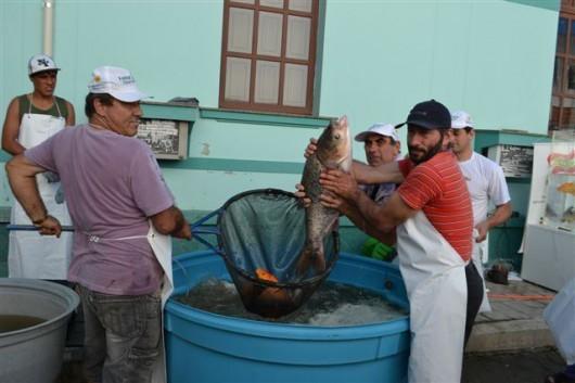 Feira do Peixe Vivo de Cocal do Sul deverá ser mensal