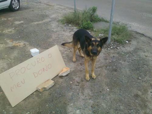 Procura-se cão sem nome no bairro Santa Bárbara em Criciúma