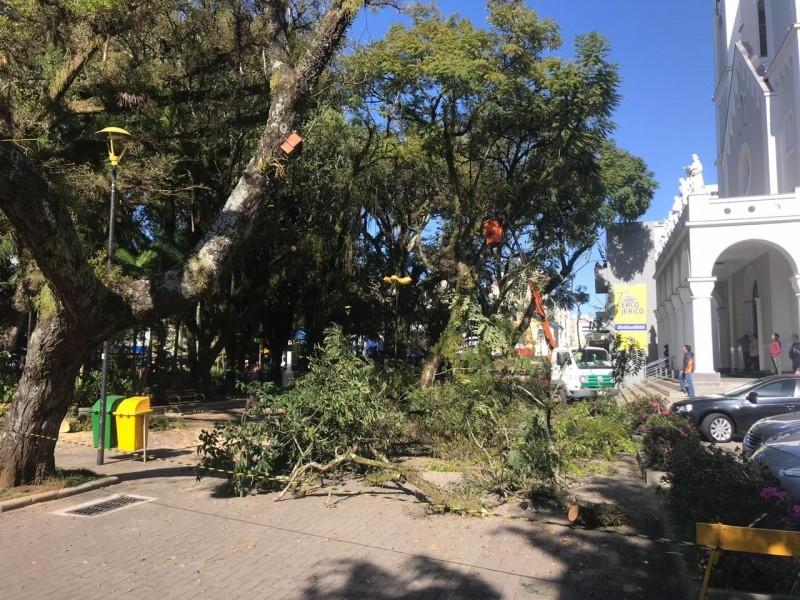 Famcri realiza remoção de árvores na Praça Nereu Ramos nesta segunda-feira