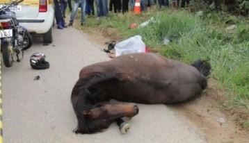 Dono de cavalo que provocou acidente e morte de casal ainda não foi identificado 