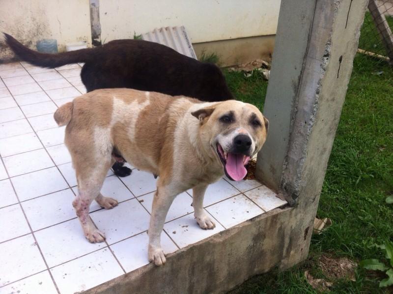 Animal para doação - Milly