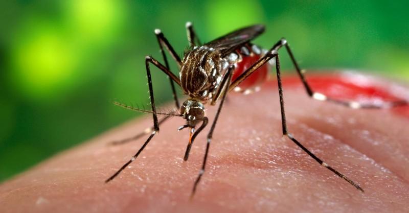 Combate e prevenção ao Aedes Aegypti são constantes em Morro da Fumaça