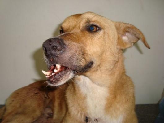 Ong suspende atendimento de animais doentes em clínicas