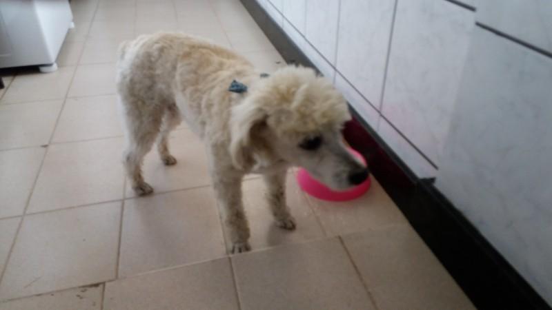 Animal encontrado no bairro Operária Nova