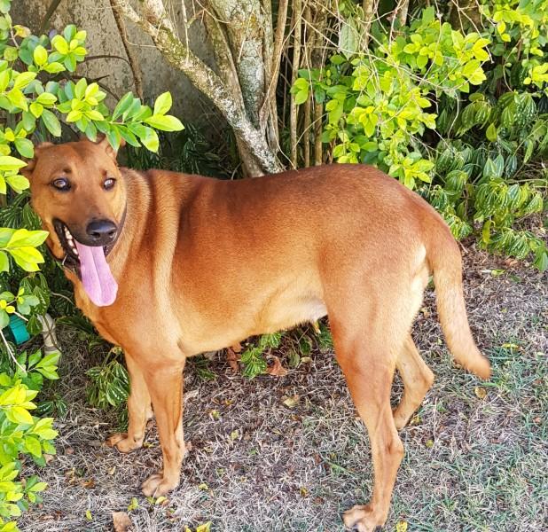 Cachorra perdida em Criciúma 